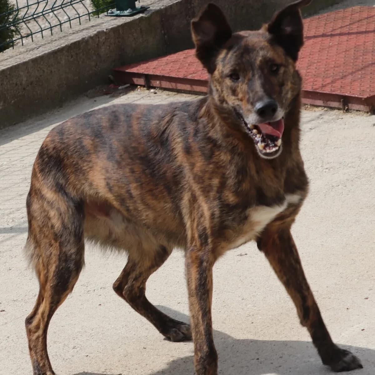 Eric, male senior Mixed Breed for adoption at Rudozem Street Dog Rescue
