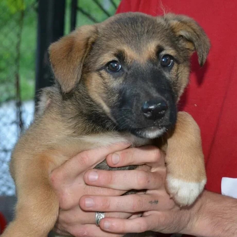 Fern, female senior Mixed Breed for adoption at Rudozem Street Dog Rescue