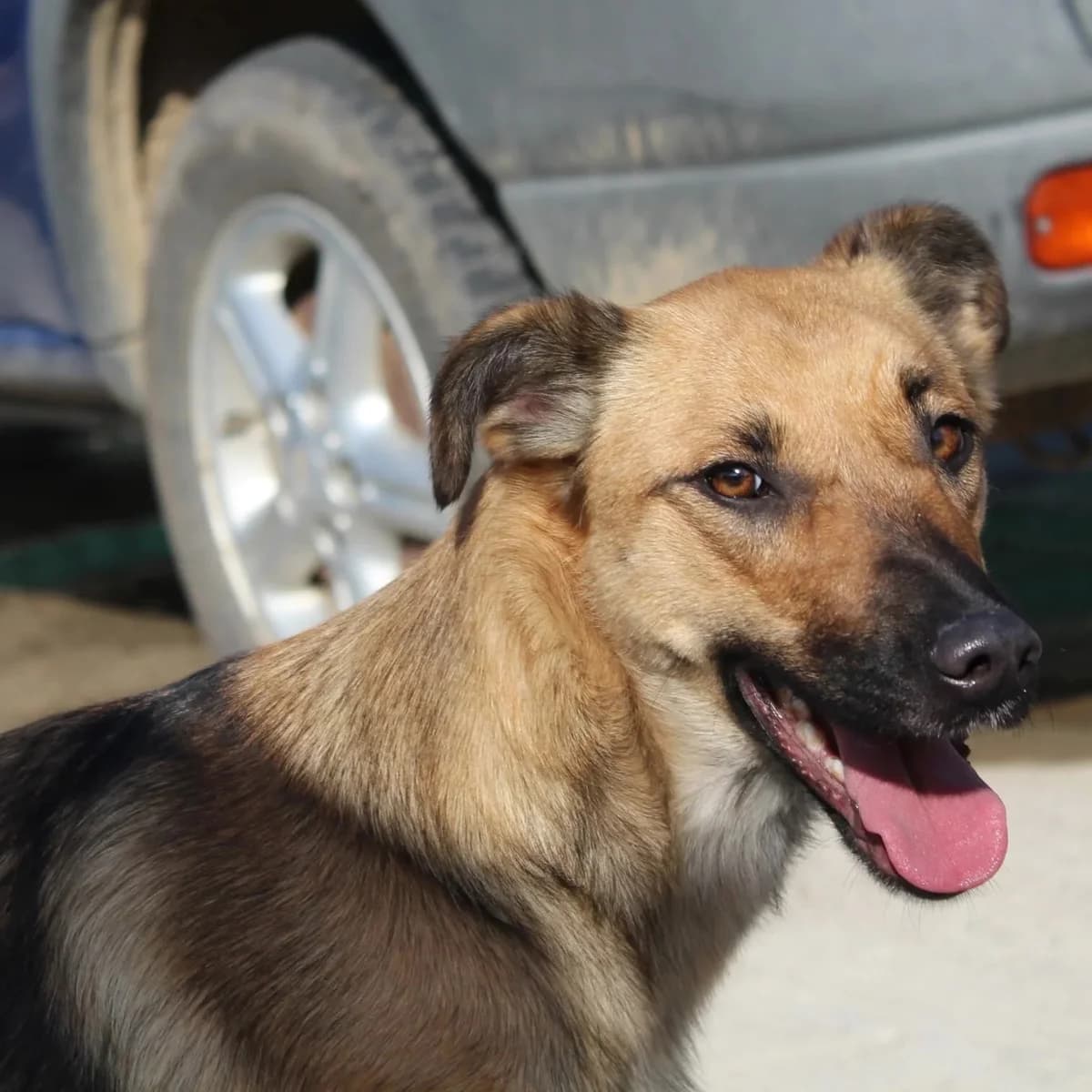 Fern, female senior Mixed Breed for adoption at Rudozem Street Dog Rescue
