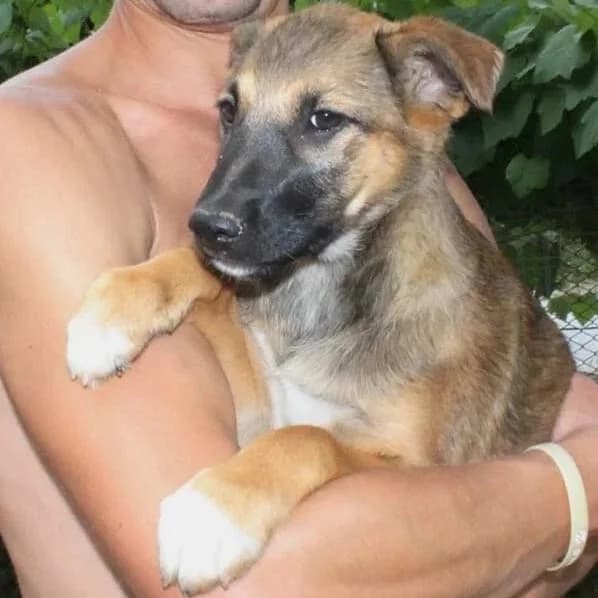 Fern, female senior Mixed Breed for adoption at Rudozem Street Dog Rescue