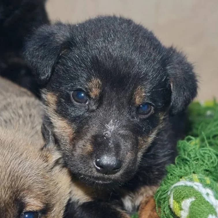 Finnick, male 6yo Mixed Breed for adoption at Rudozem Street Dog Rescue
