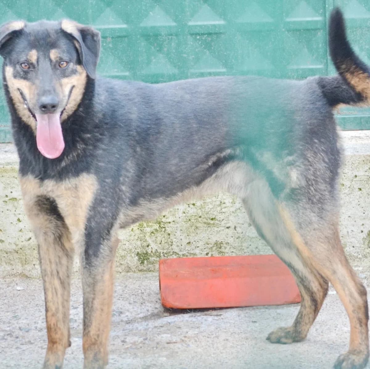 Finnick, male 6yo Mixed Breed for adoption at Rudozem Street Dog Rescue