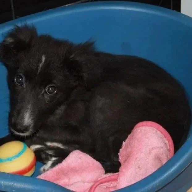 Florrie, female senior Mixed Breed for adoption at Rudozem Street Dog Rescue