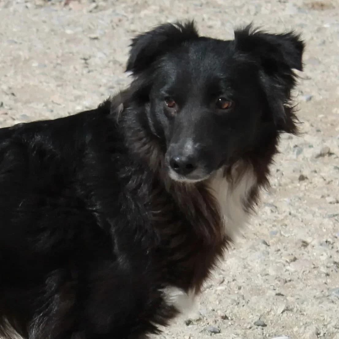 Florrie, female senior Mixed Breed for adoption at Rudozem Street Dog Rescue