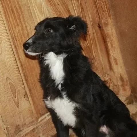 Florrie, female senior Mixed Breed for adoption at Rudozem Street Dog Rescue
