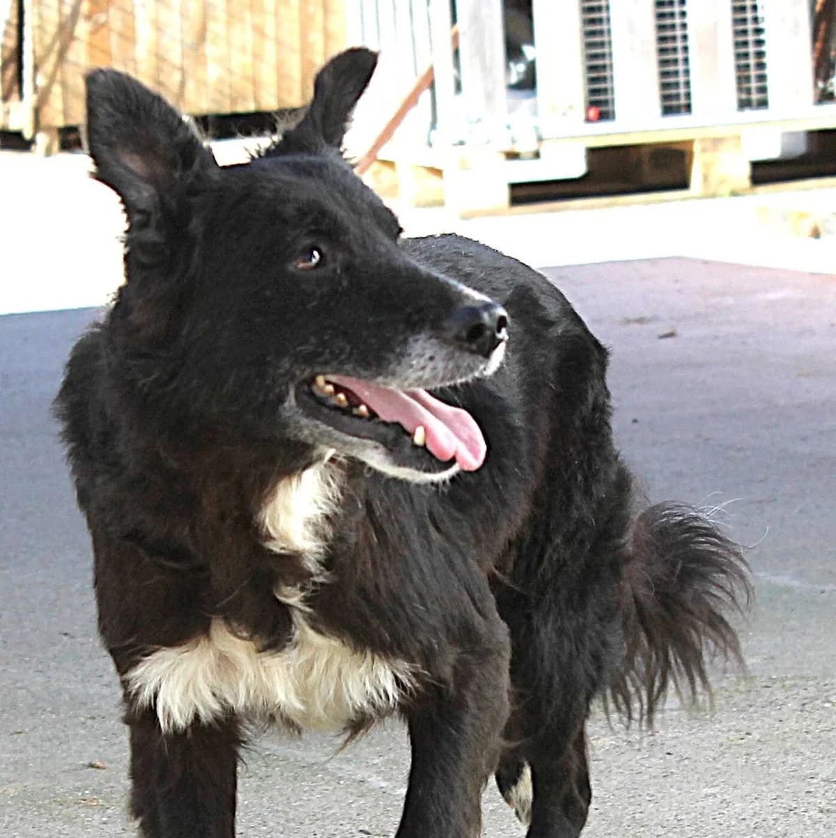 Florrie, female senior Mixed Breed for adoption at Rudozem Street Dog Rescue