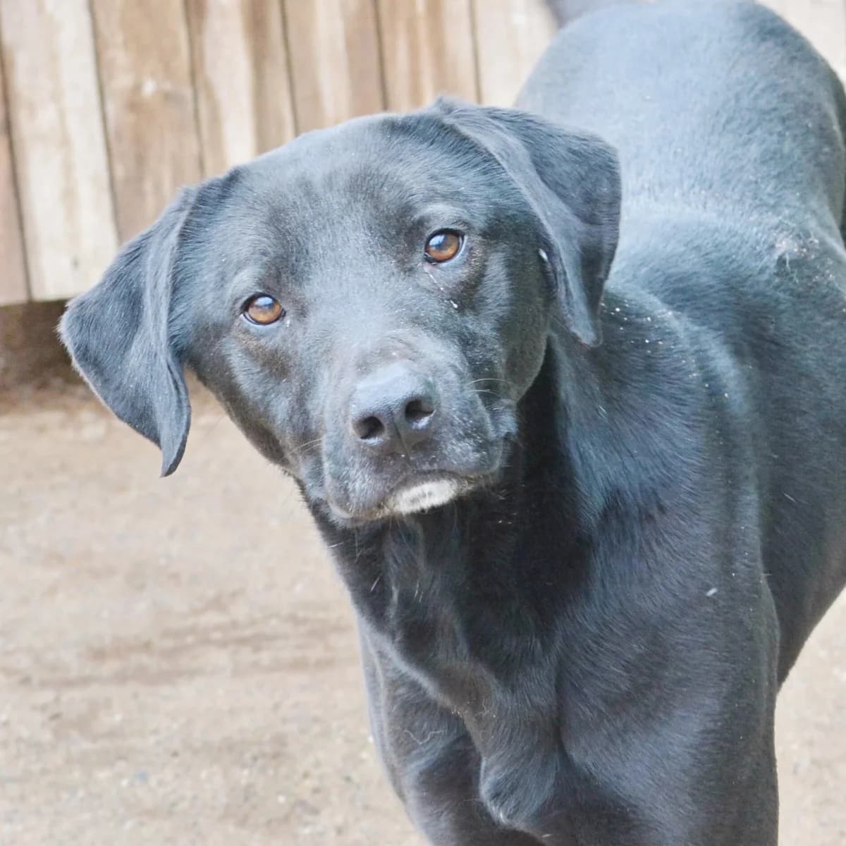 Fred, male senior Mixed Breed for adoption at Rudozem Street Dog Rescue