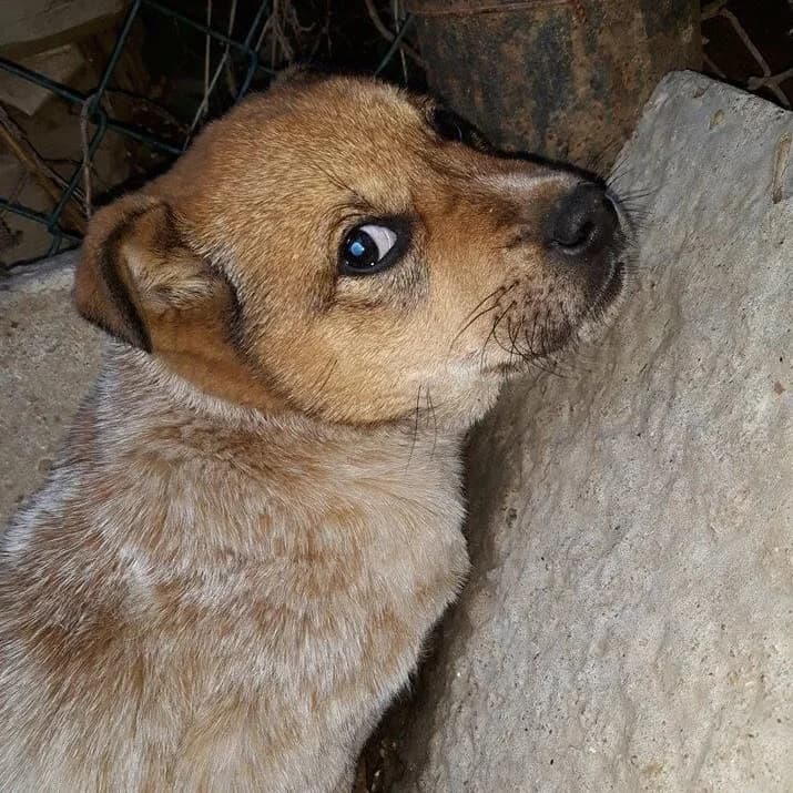 Freddy, male senior Mixed Breed for adoption at Rudozem Street Dog Rescue