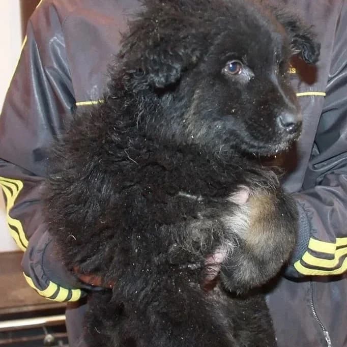 Hailey, female senior Mixed Breed for adoption at Rudozem Street Dog Rescue