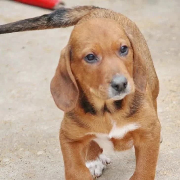 Hamish, male senior Mixed Breed for adoption at Rudozem Street Dog Rescue