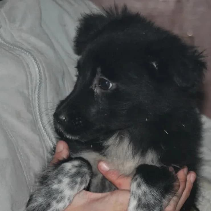 Isha, female senior Mixed Breed for adoption at Rudozem Street Dog Rescue