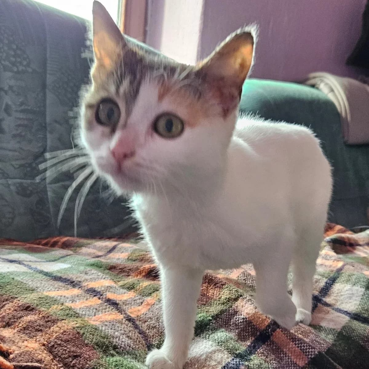 Jasmine, female 3yo Mixed Breed for adoption at Rudozem Street Dog Rescue