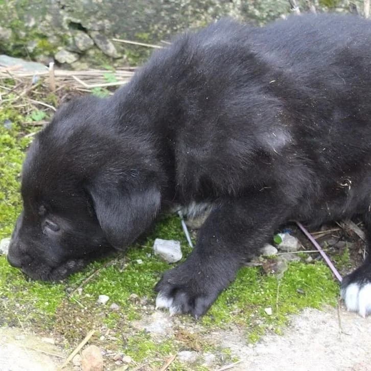 Koala, female senior Mixed Breed for adoption at Rudozem Street Dog Rescue