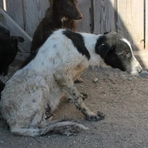 Leonard, male senior Mixed Breed for adoption at Rudozem Street Dog Rescue