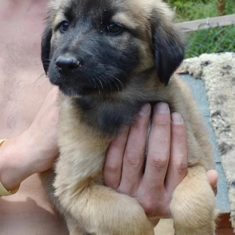 Maya, female senior Mixed Breed for adoption at Rudozem Street Dog Rescue