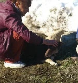 Milada, female senior Mixed Breed for adoption at Rudozem Street Dog Rescue