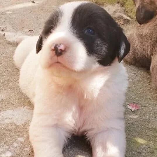 Mimi, female 6yo Mixed Breed for adoption at Rudozem Street Dog Rescue