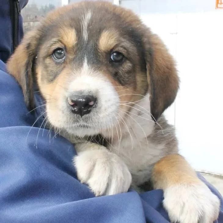 Nala, female senior Mixed Breed for adoption at Rudozem Street Dog Rescue