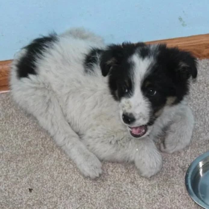 Olympia, female senior Mixed Breed for adoption at Rudozem Street Dog Rescue