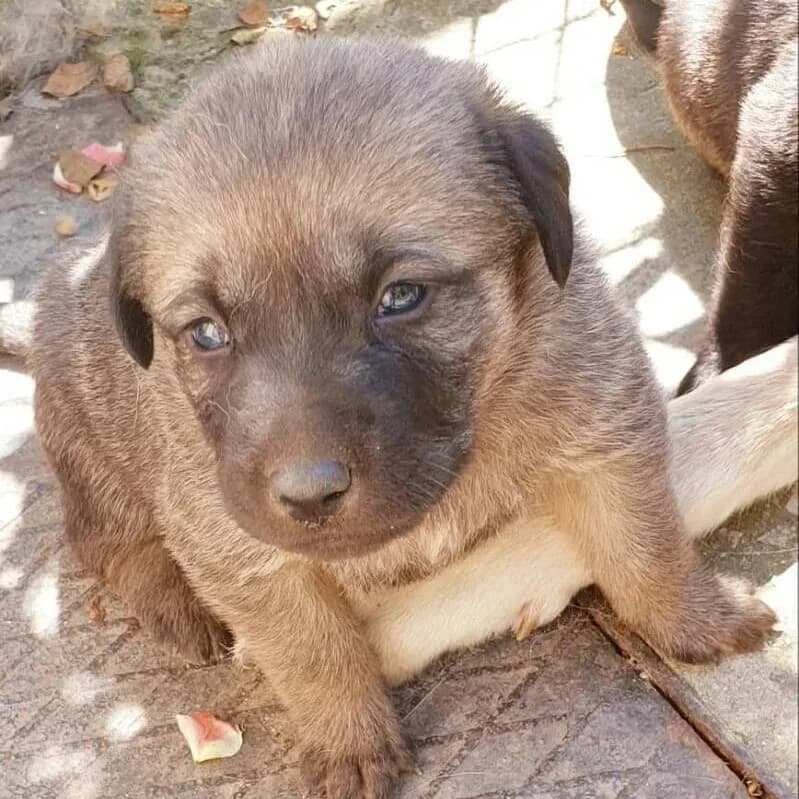 Pablo, male 6yo Mixed Breed for adoption at Rudozem Street Dog Rescue