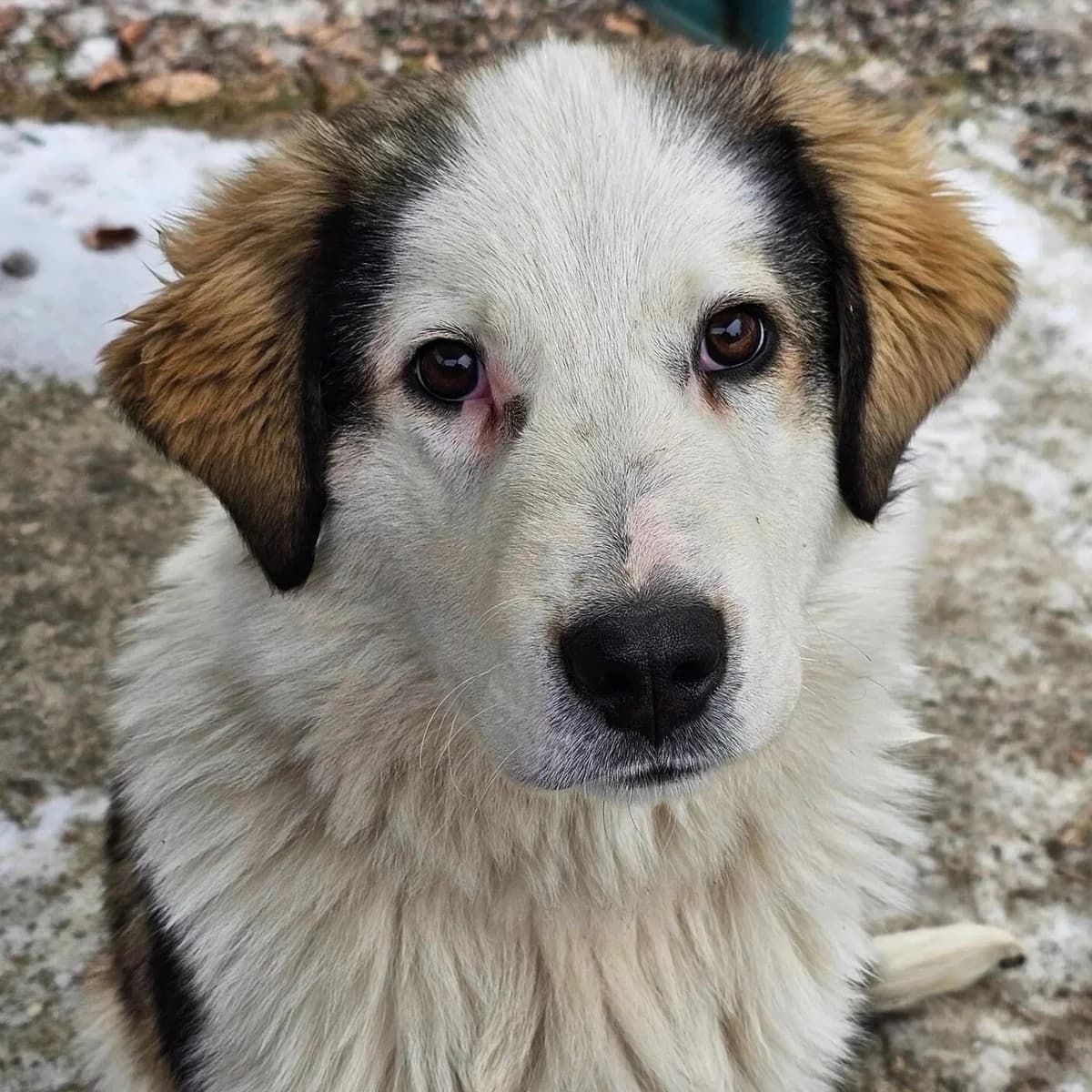 Peter, male 3yo Mixed Breed for adoption at Rudozem Street Dog Rescue