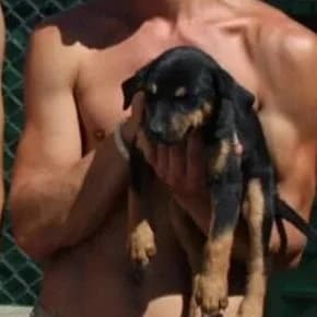 Poppy, female senior Mixed Breed for adoption at Rudozem Street Dog Rescue