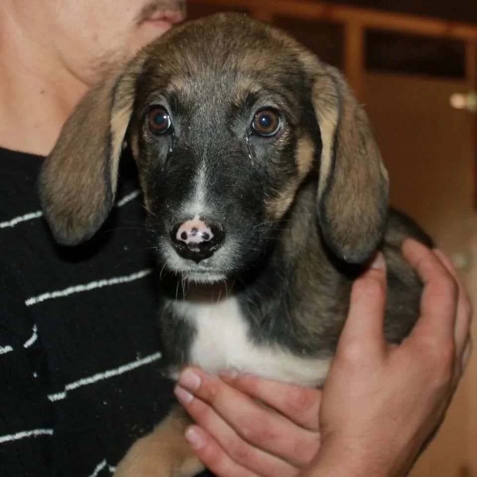 Prince, male senior Mixed Breed for adoption at Rudozem Street Dog Rescue