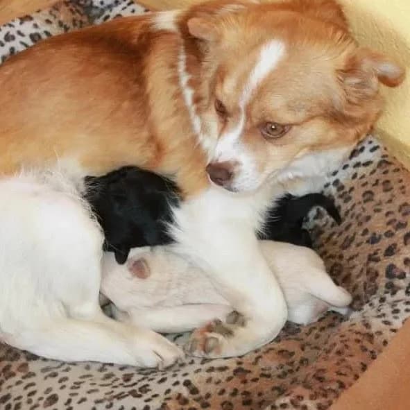 Rosie, female senior Mixed Breed for adoption at Rudozem Street Dog Rescue