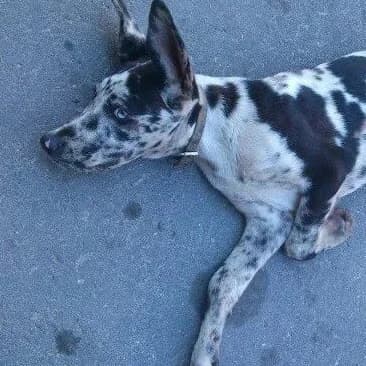 Sage, female senior Mixed Breed for adoption at Rudozem Street Dog Rescue