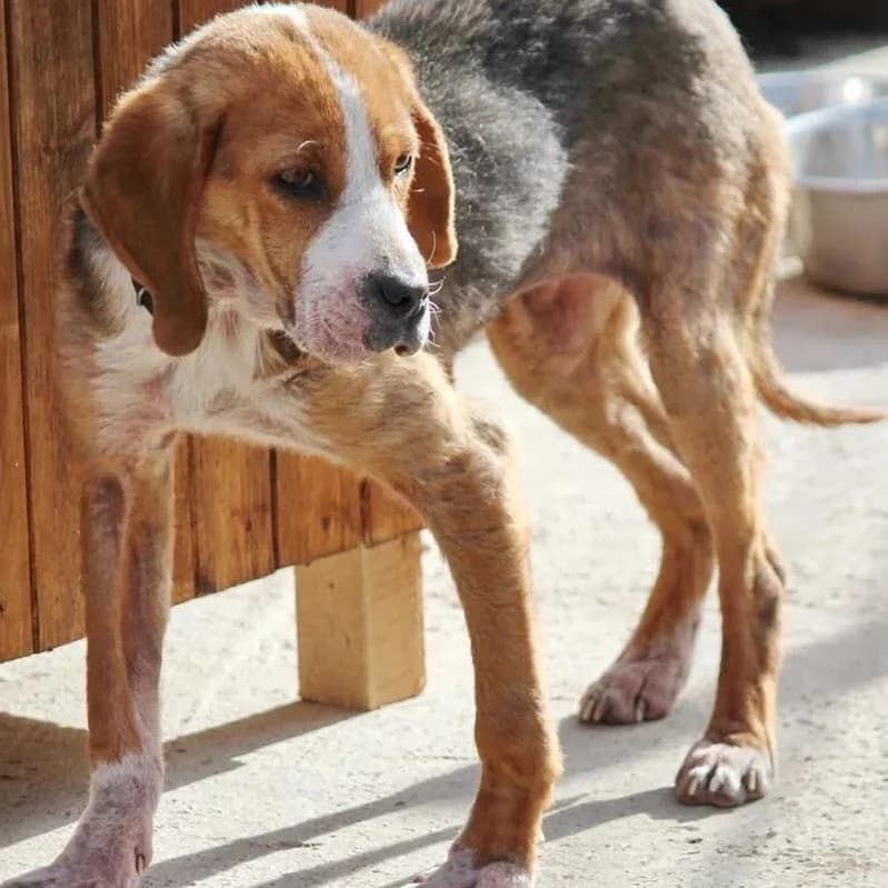 Sally, female senior Mixed Breed for adoption at Rudozem Street Dog Rescue