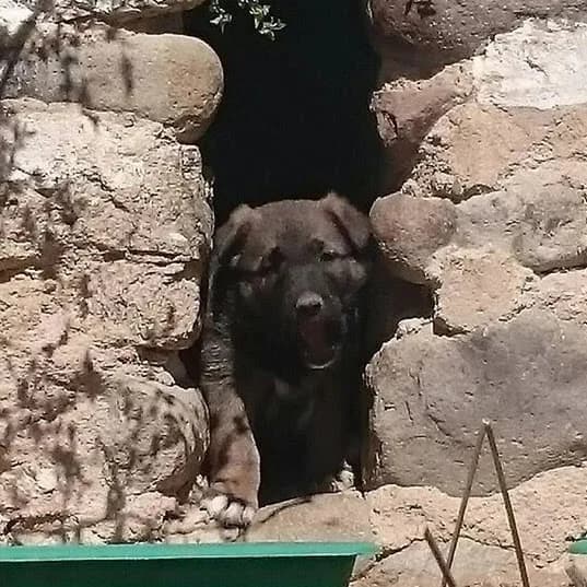 Seve, male senior Mixed Breed for adoption at Rudozem Street Dog Rescue