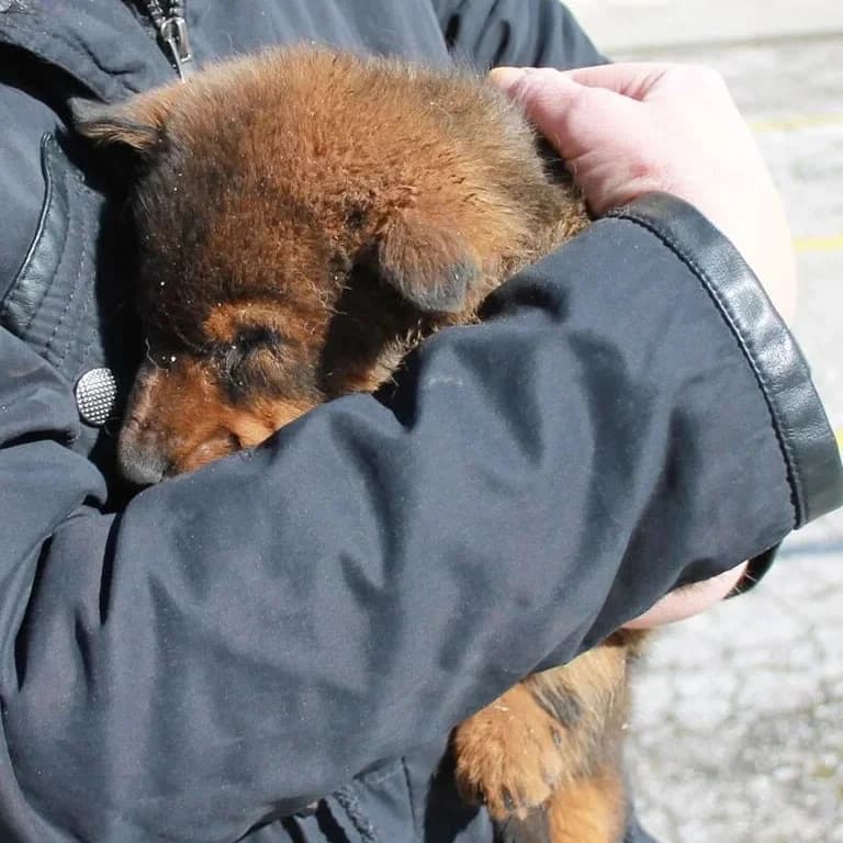 Shannon, female senior Mixed Breed for adoption at Rudozem Street Dog Rescue