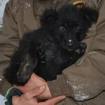 Shiloh, male senior Mixed Breed for adoption at Rudozem Street Dog Rescue
