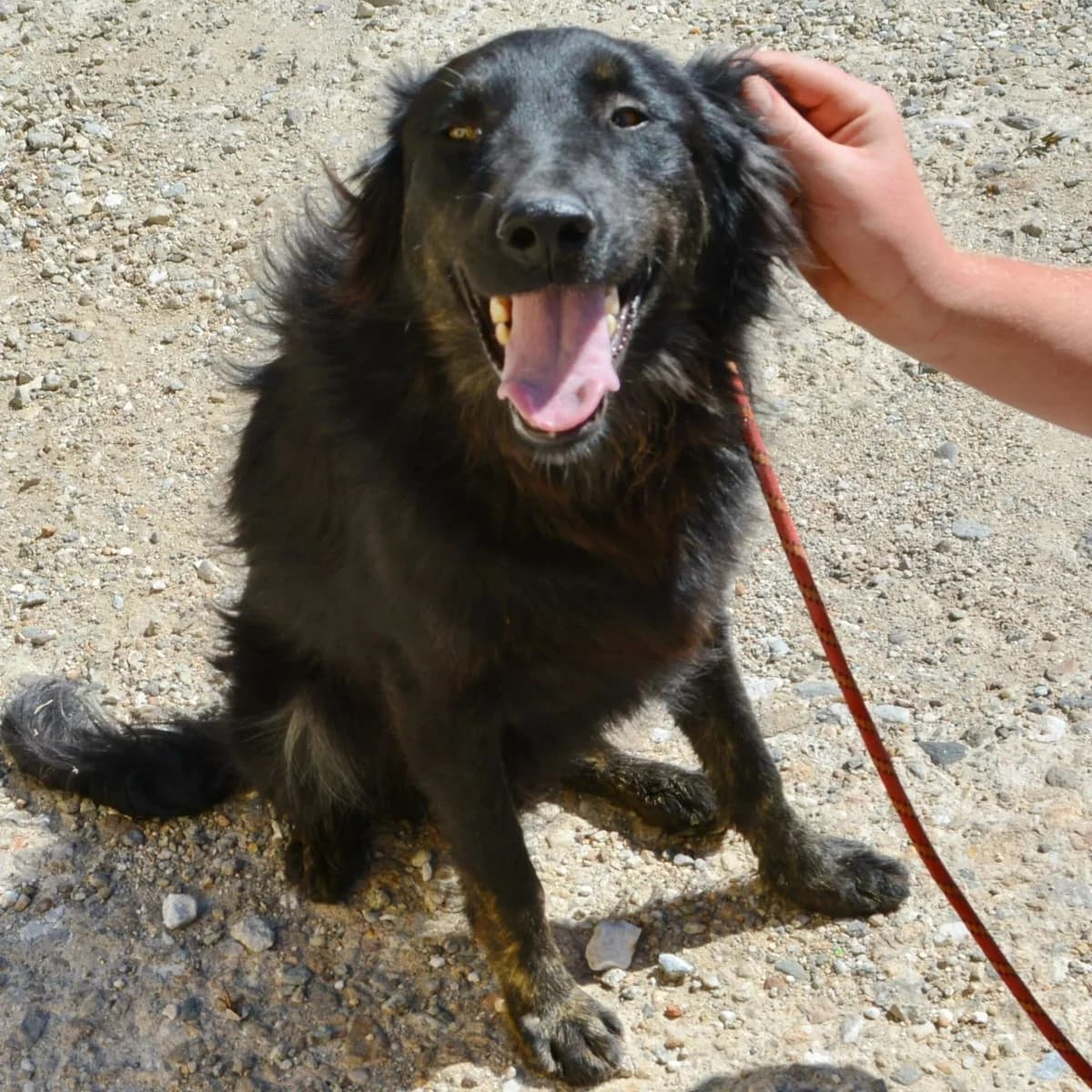 Shiloh, male senior Mixed Breed for adoption at Rudozem Street Dog Rescue