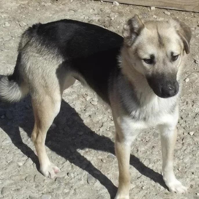 Shumba, male senior Mixed Breed for adoption at Rudozem Street Dog Rescue