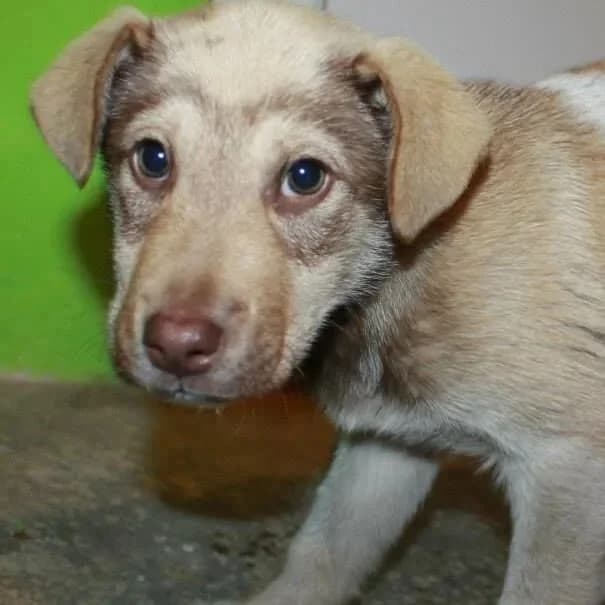 Skye, female senior Mixed Breed for adoption at Rudozem Street Dog Rescue