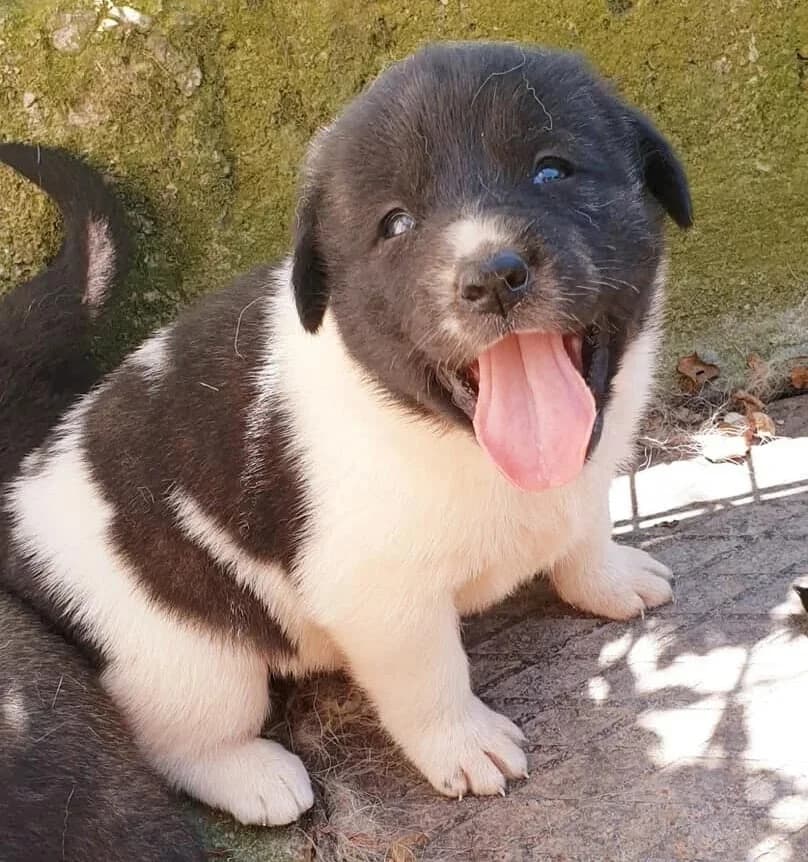 Spartan, male 6yo Mixed Breed for adoption at Rudozem Street Dog Rescue