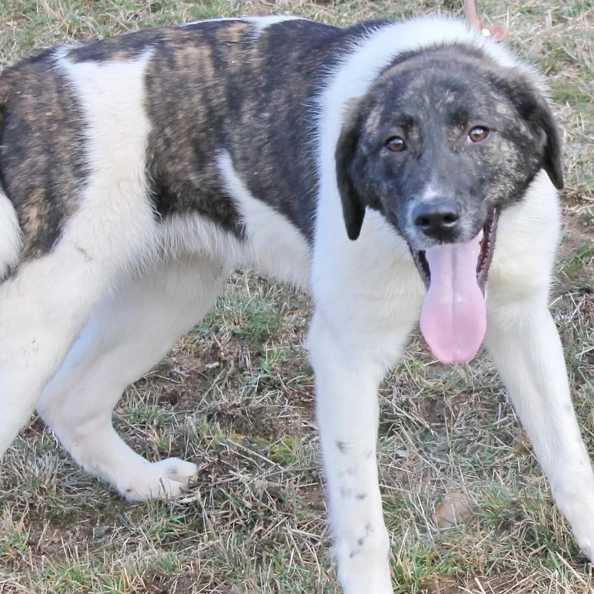 Spartan, male 6yo Mixed Breed for adoption at Rudozem Street Dog Rescue