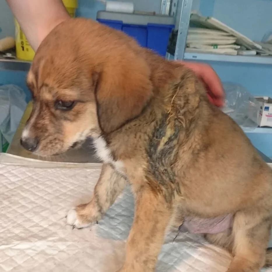 Stanley, male senior Mixed Breed for adoption at Rudozem Street Dog Rescue