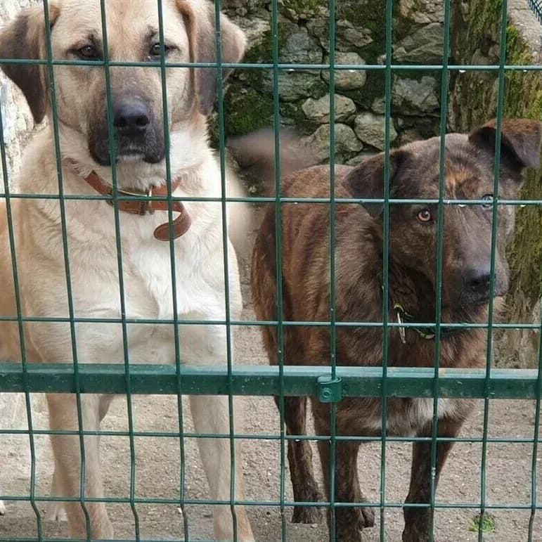 Togo, male senior Mixed Breed for adoption at Rudozem Street Dog Rescue