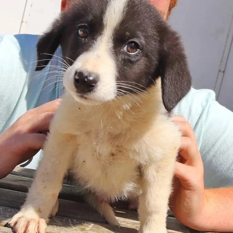 Tommy, male 7yo Mixed Breed for adoption at Rudozem Street Dog Rescue