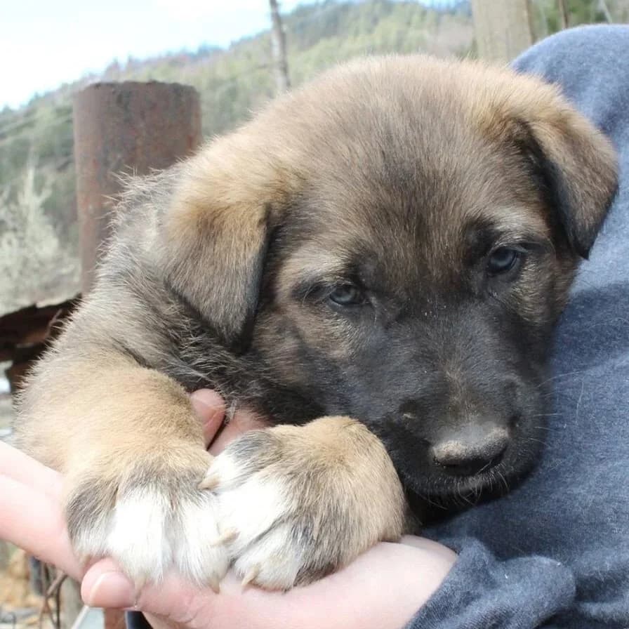 Woody, male senior Mixed Breed for adoption at Rudozem Street Dog Rescue