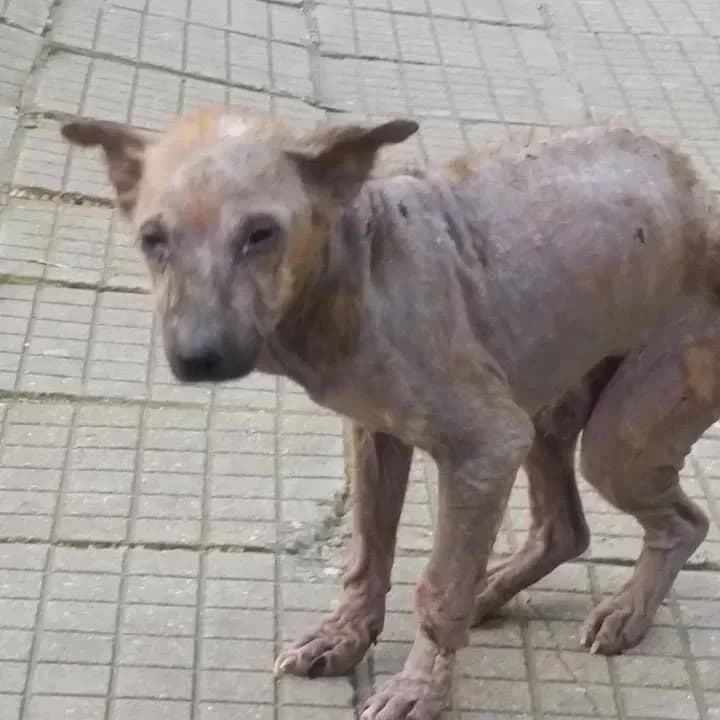 Yoki, male senior Mixed Breed for adoption at Rudozem Street Dog Rescue