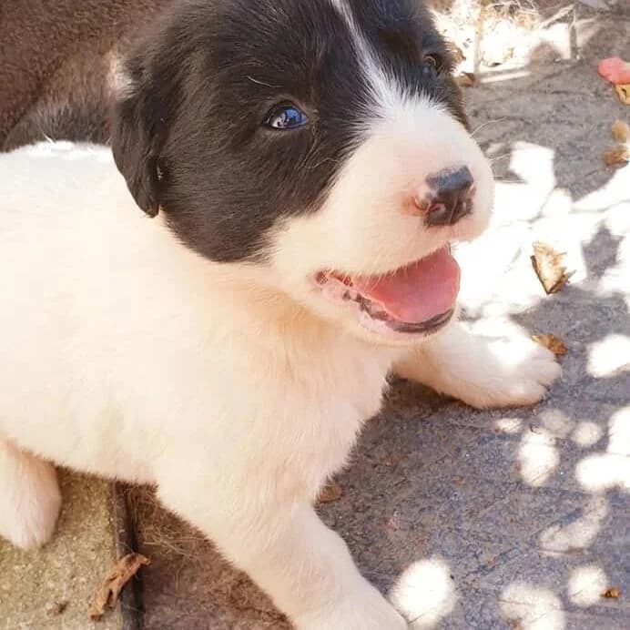 Zailey, female 6yo Mixed Breed for adoption at Rudozem Street Dog Rescue