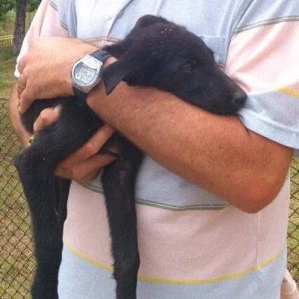 Zorro, male senior Mixed Breed for adoption at Rudozem Street Dog Rescue