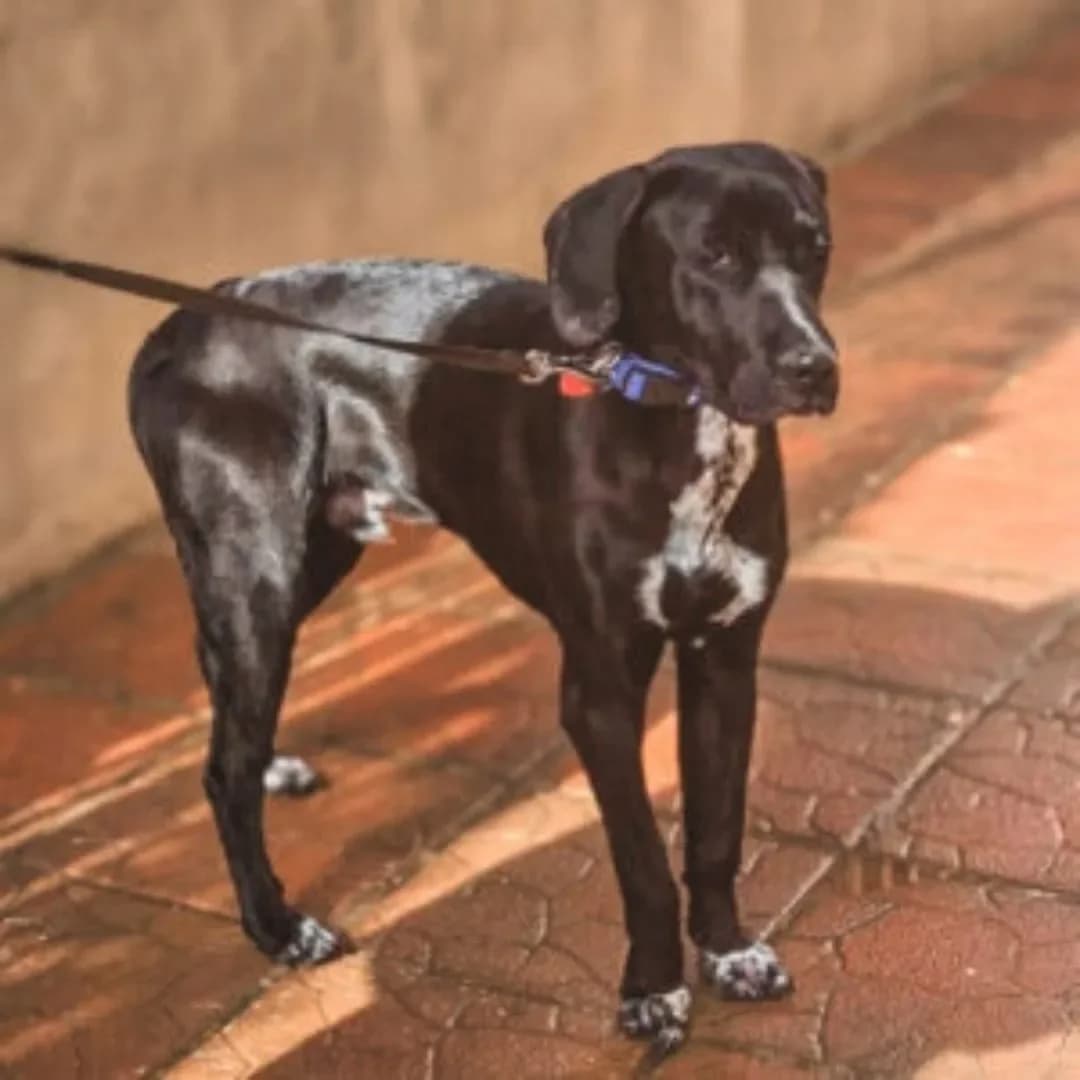 Bari, male puppy Mixed Breed for adoption at Santerpaws Bulgarian Rescue