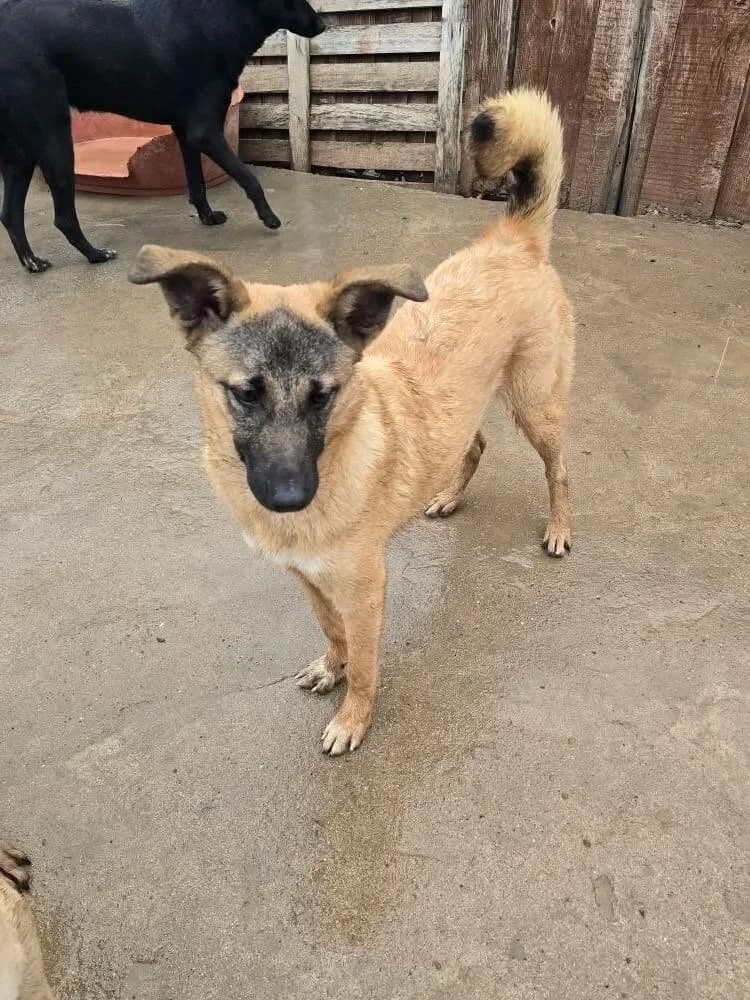 Cinnamon, female Mixed Breed for adoption at Santerpaws Bulgarian Rescue