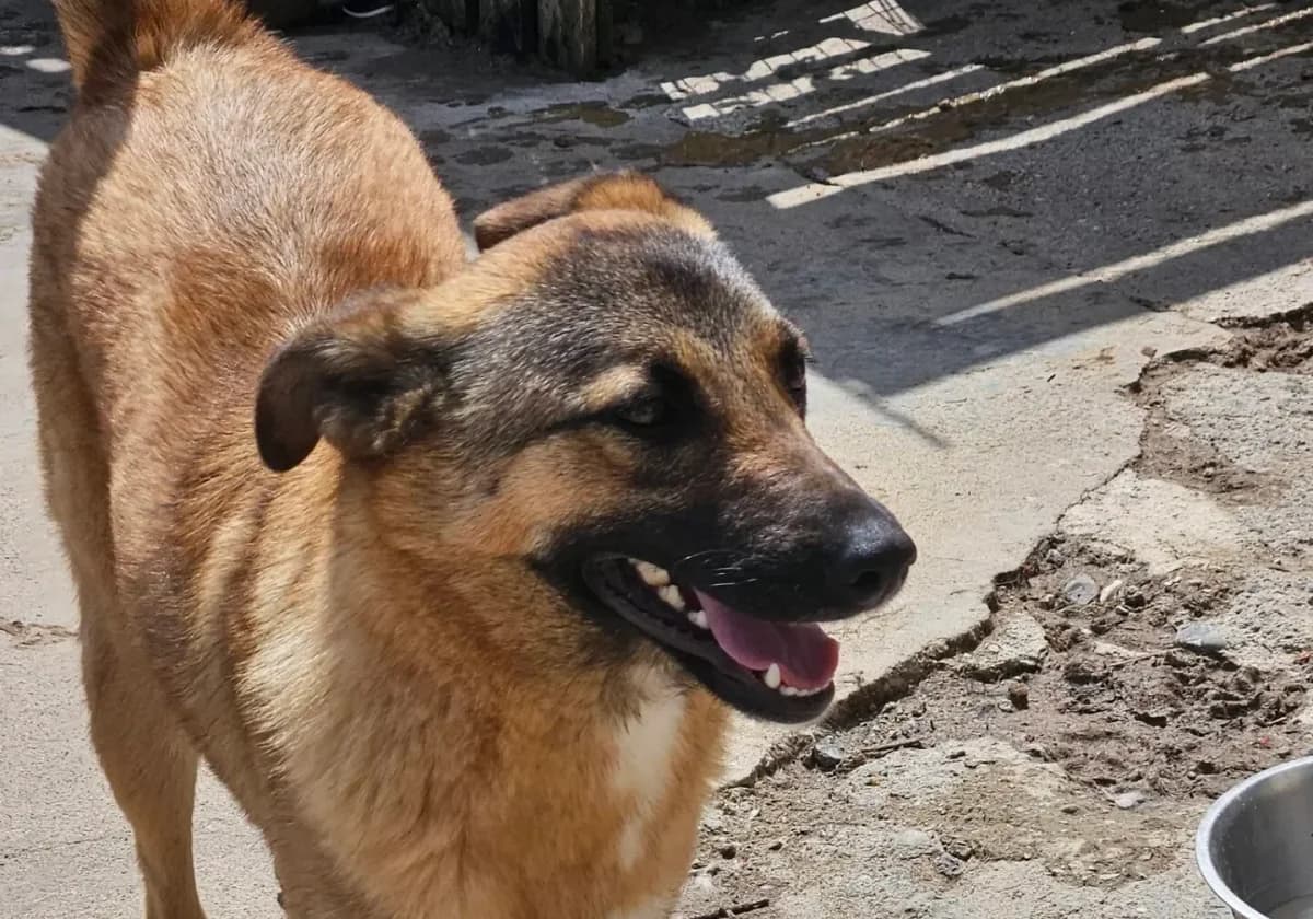 Cinnamon, female Mixed Breed for adoption at Santerpaws Bulgarian Rescue