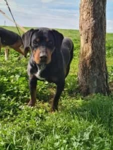 Diado Koladar (Father Christmas), male Mixed Breed for adoption at Santerpaws Bulgarian Rescue