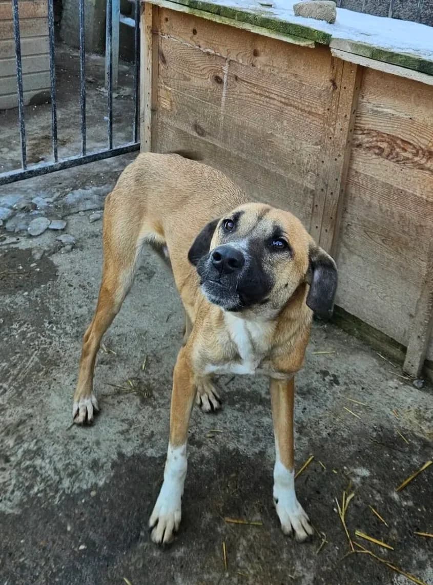 Jerry, male Mixed Breed for adoption at Santerpaws Bulgarian Rescue